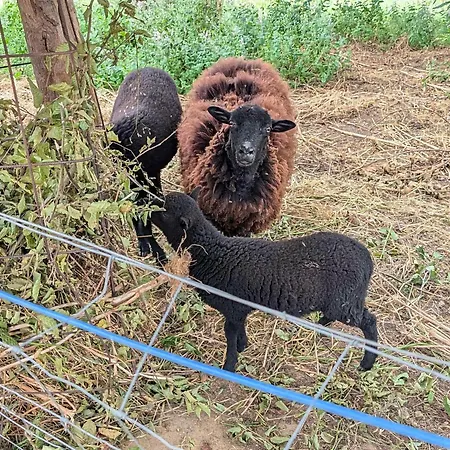 Nyaraló La Bougie Perlee 2 Saint-Crépin-et-Carlucet