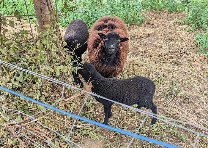 Дом отдыха La Bougie Perlee 2 Saint-Crepin-et-Carlucet